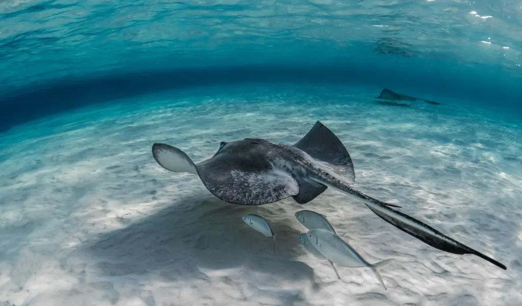 Kuruwitu Marine Sanctuary