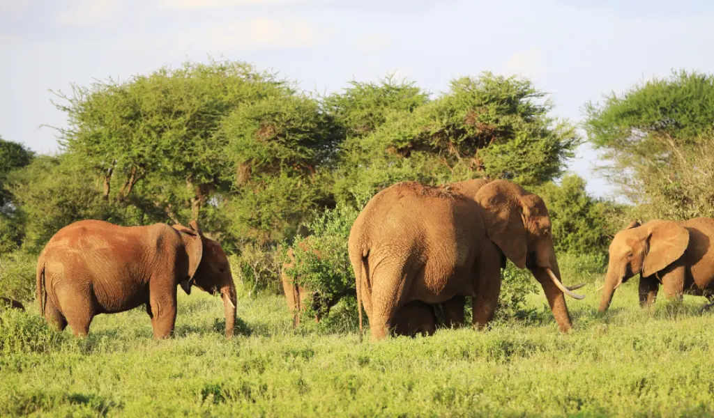 Safari et nature environnante